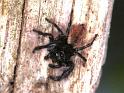 Carrhotus_xanthogramma_F1703_Z_83_Les Gris_Frankrijk